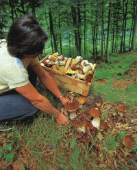 При походе за грибами соблюдайте правила пребывания в лесу