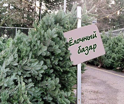 В Московском районе готовятся к открытию более 30 елочных базаров